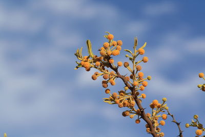 Low angle view of flowering plant against sky