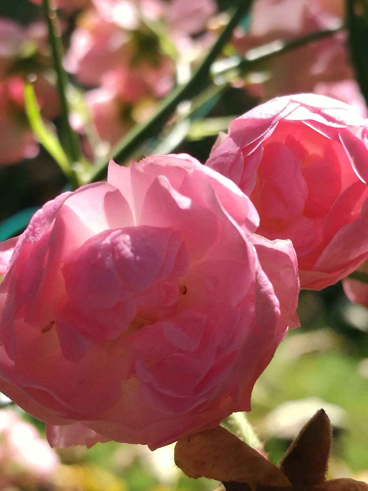 Small Roses blooming in the Autum Sun