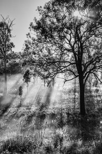 Trees on field in forest against sky