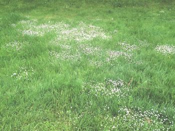 Plants growing on grassy field