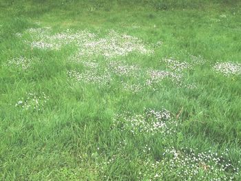 Plants growing on grassy field