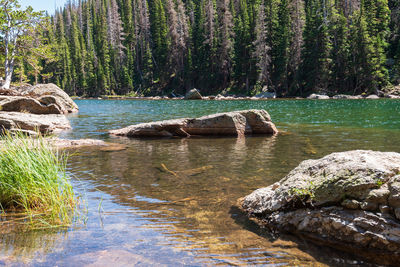 Scenic view of rocks in forest