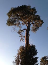 Low angle view of tree against clear blue sky