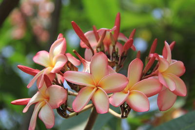 Close-up of pink frangipani flowers blooming outdoors