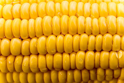 The texture of raw corn cob sweet maize