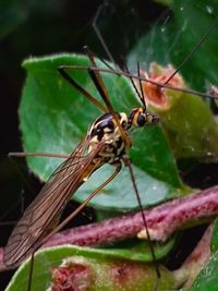 Close-up of insect on flower