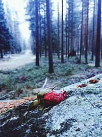 Trees in forest