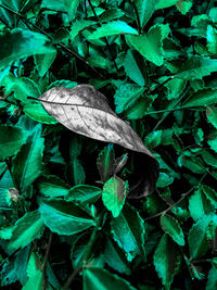 Close-up of plants