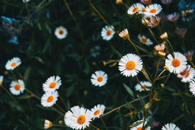 Close-up of white daisy flowers