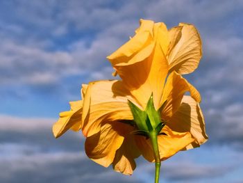 Low angle view of yellow flowering plant against sky
