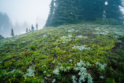 Scenic view of forest