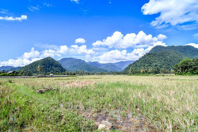 Scenic view of field against sky