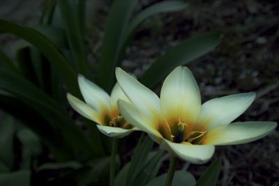 Close-up of white flowering plants