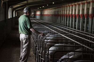 Salamanca, spain, pig farmer watching his iberian pigs in a factory farm