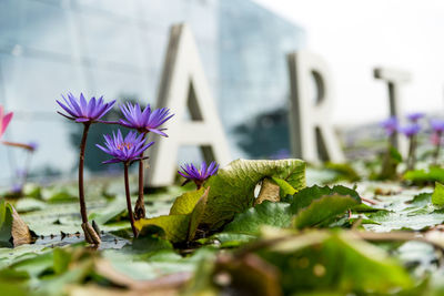 Close-up of purple water lily