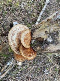 High angle view of shells on tree trunk