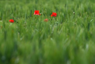 Close-up of red poppy flowers on field