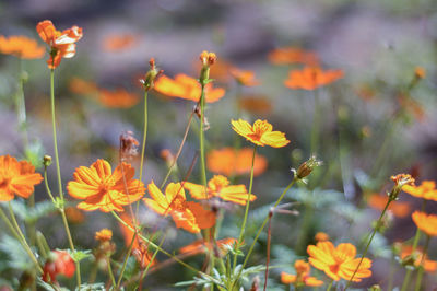 Close-up of yellow flowering plants on field