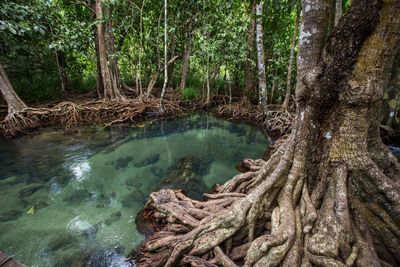 Scenic view of waterfall in forest