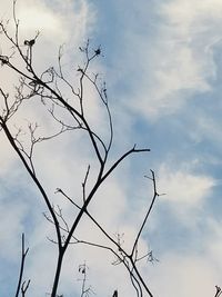 Low angle view of silhouette bare tree against sky