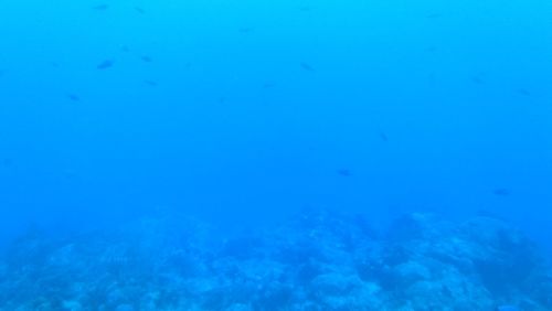 Jellyfish swimming in sea