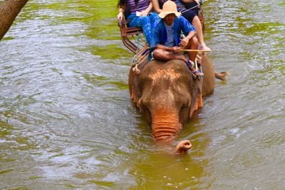 Full length of elephant in a water