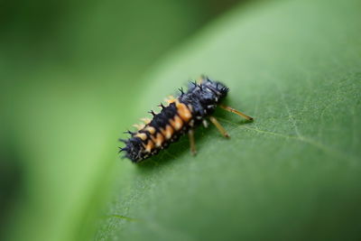 Close-up of insect on leaf