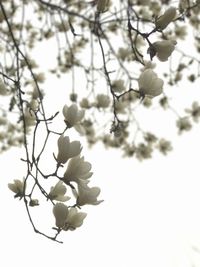 Low angle view of white flowers on tree