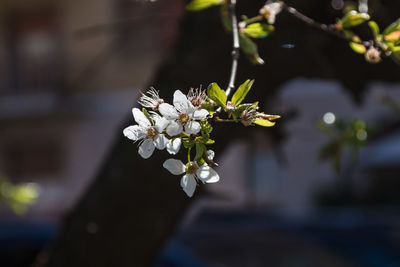 Close-up of white flowers