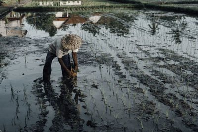 Man planting in the rice fields of ubud, bali, indonesia 