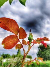 Close-up of autumn leaves against sky