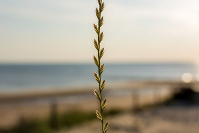 Close-up of plant against sea