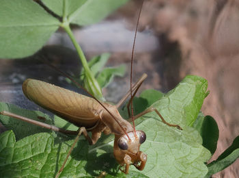 Close-up of insect on leaf