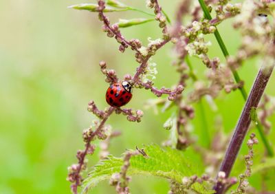 Close-up of ladybug on flower