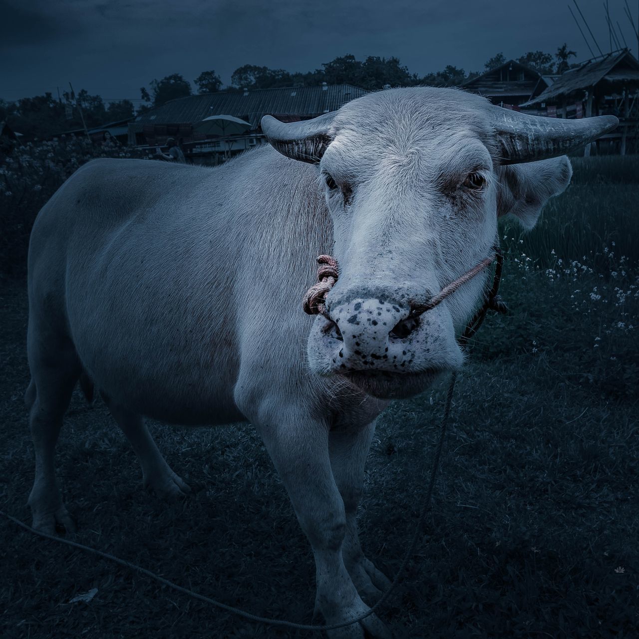 PORTRAIT OF COW