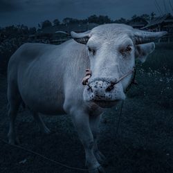 Portrait of cow standing on field