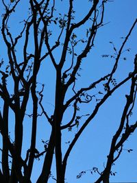 Low angle view of tree against blue sky