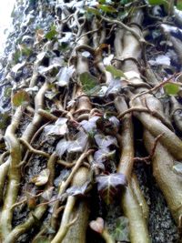 Close-up of leaves