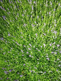 Full frame shot of flowering plants on land