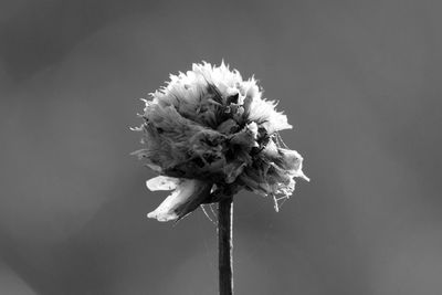 Close-up of wilted flower