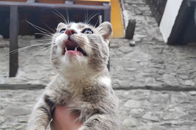 Close-up of hand holding cat