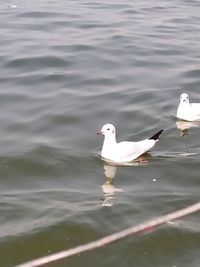 High angle view of swans swimming in lake