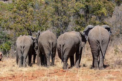 View of elephant in meadow