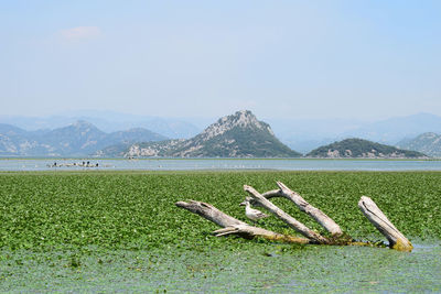 Scenic view of field by lake against clear sky
