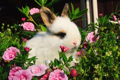 Close-up of pink flowers blooming outdoors