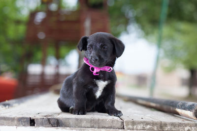 Close-up of black puppy sitting on floorboard