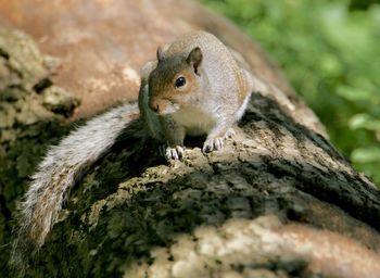 Close-up of squirrel on log