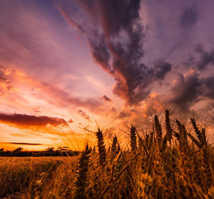 Scenic view of field against sky during sunset