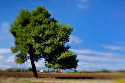 Trees on field against blue sky