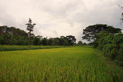 Scenic view of agricultural field against sky